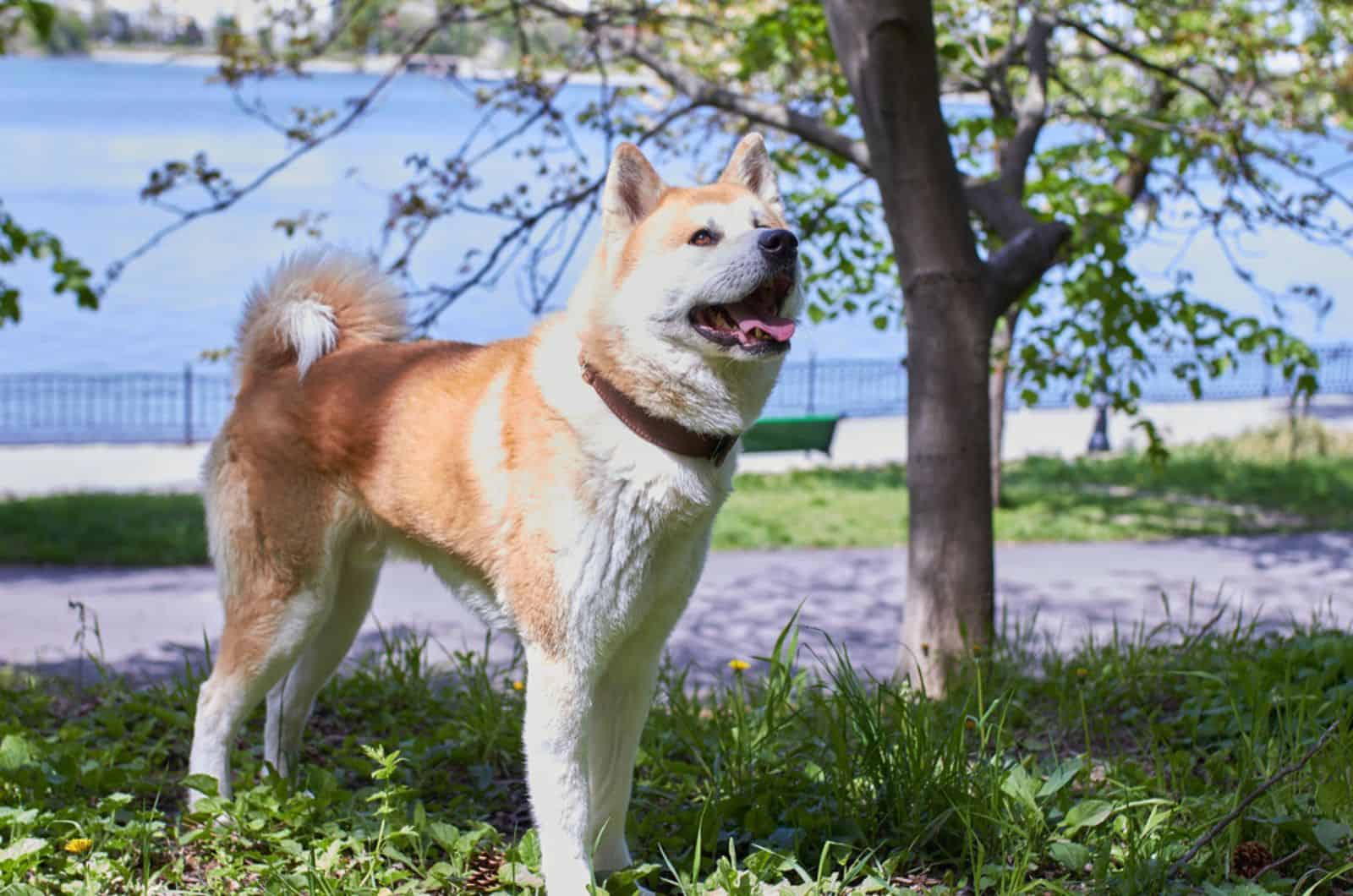 akita inu in the park