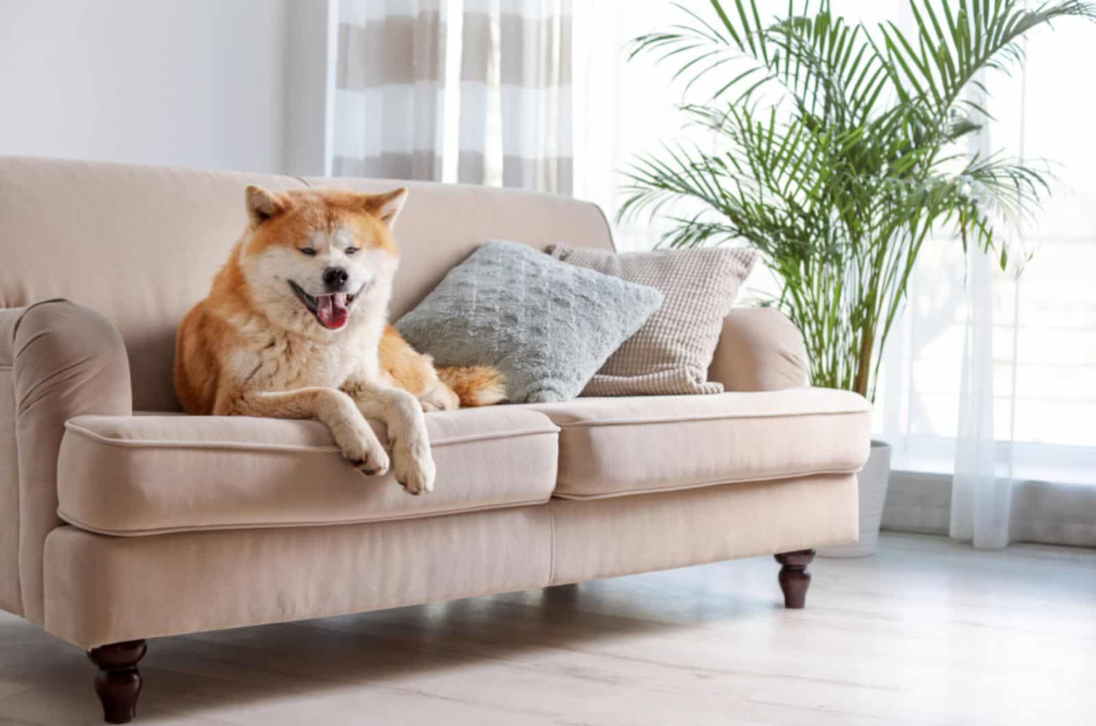 akita inu lying on the sofa