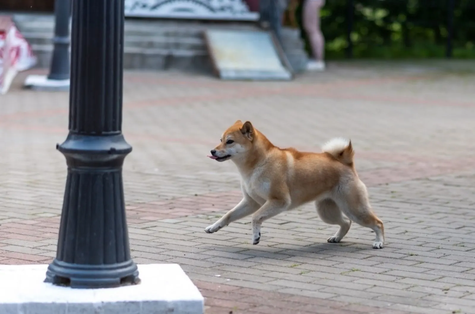akita inu without a leash running away