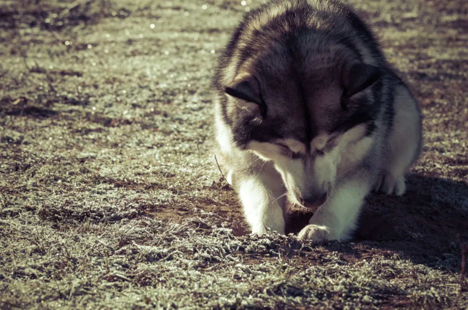 alaskan malamute is digging a hole in the ground