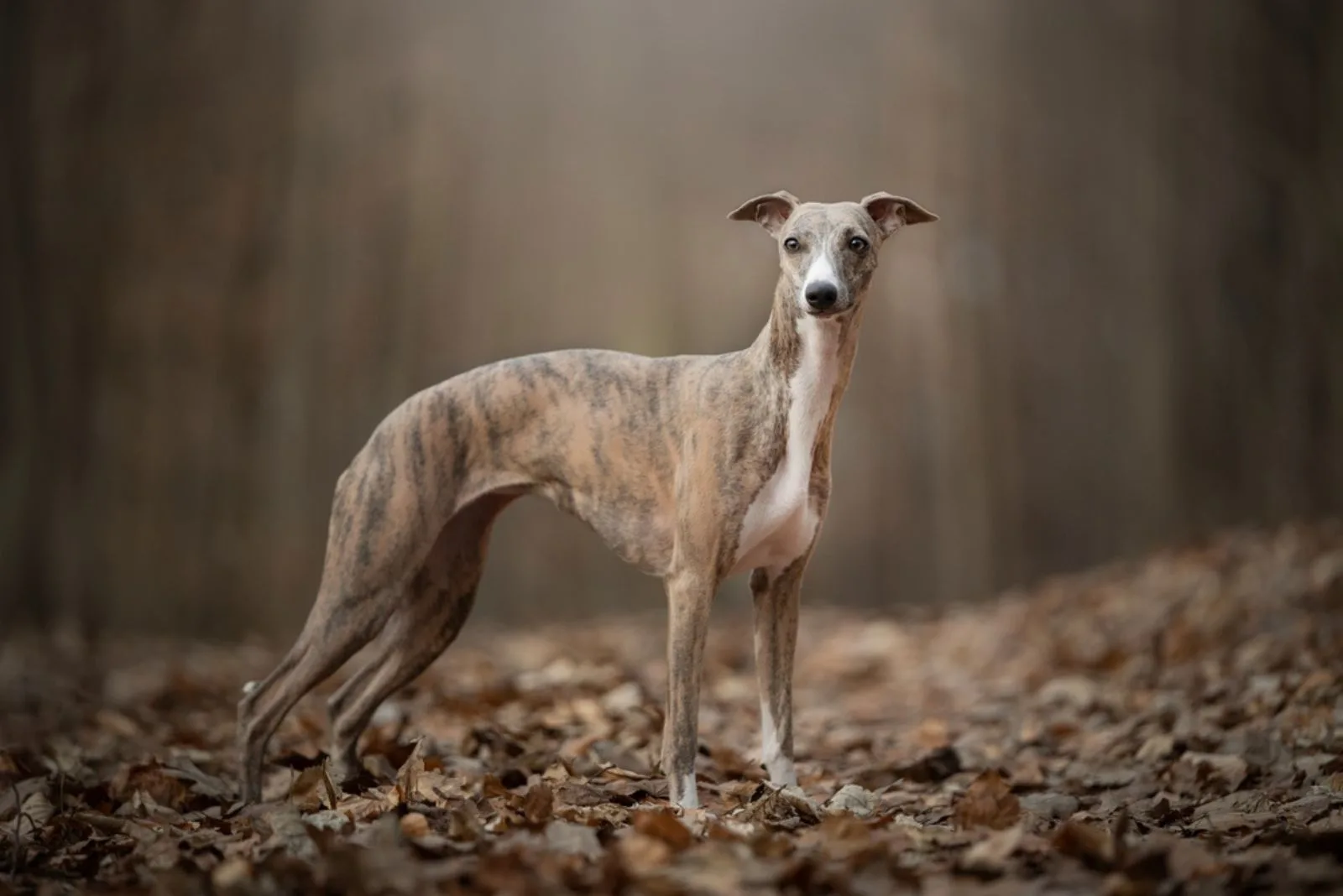 amazing whippet portrait in the forest