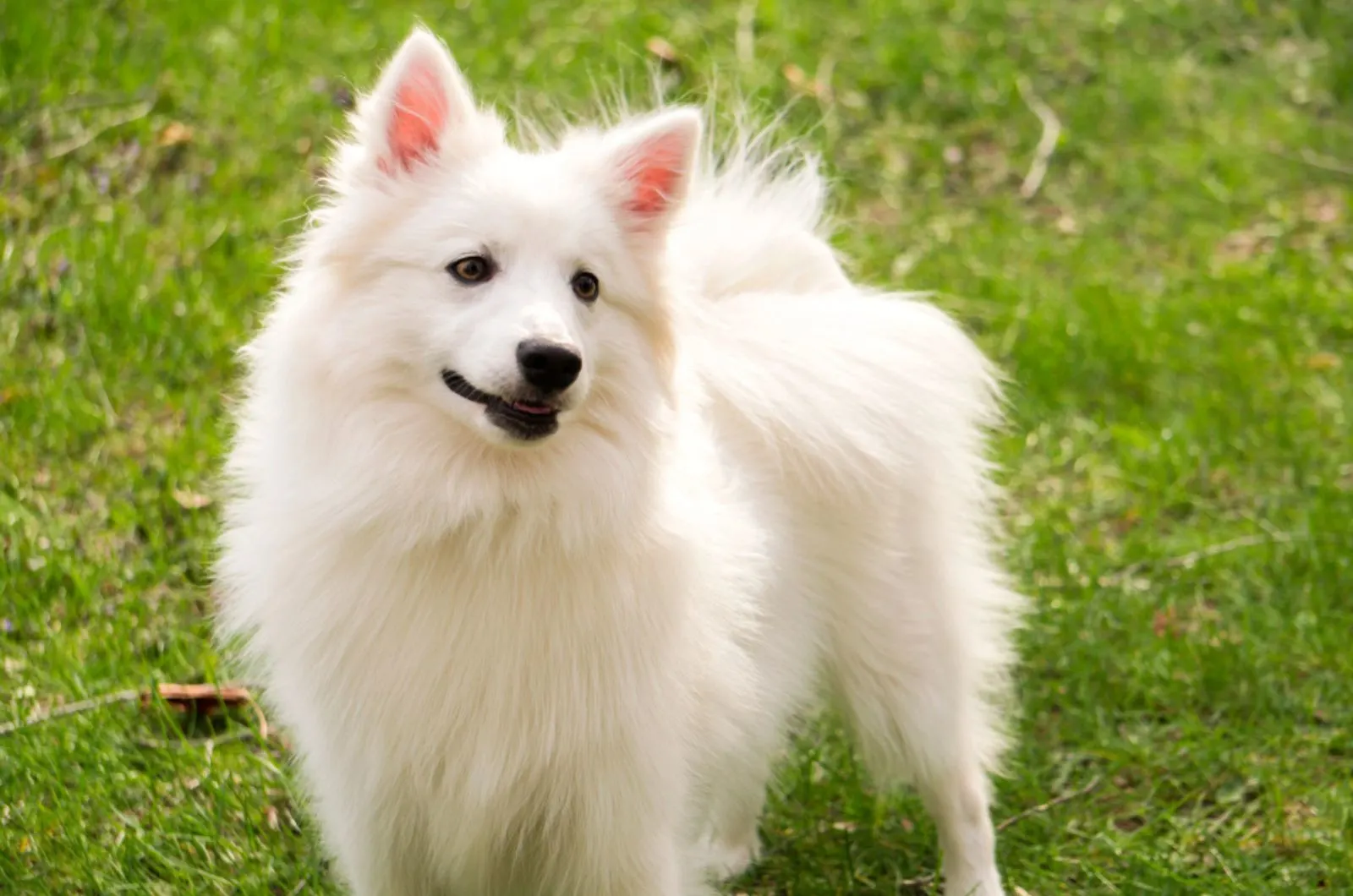 american eskimo dog standing on the grass