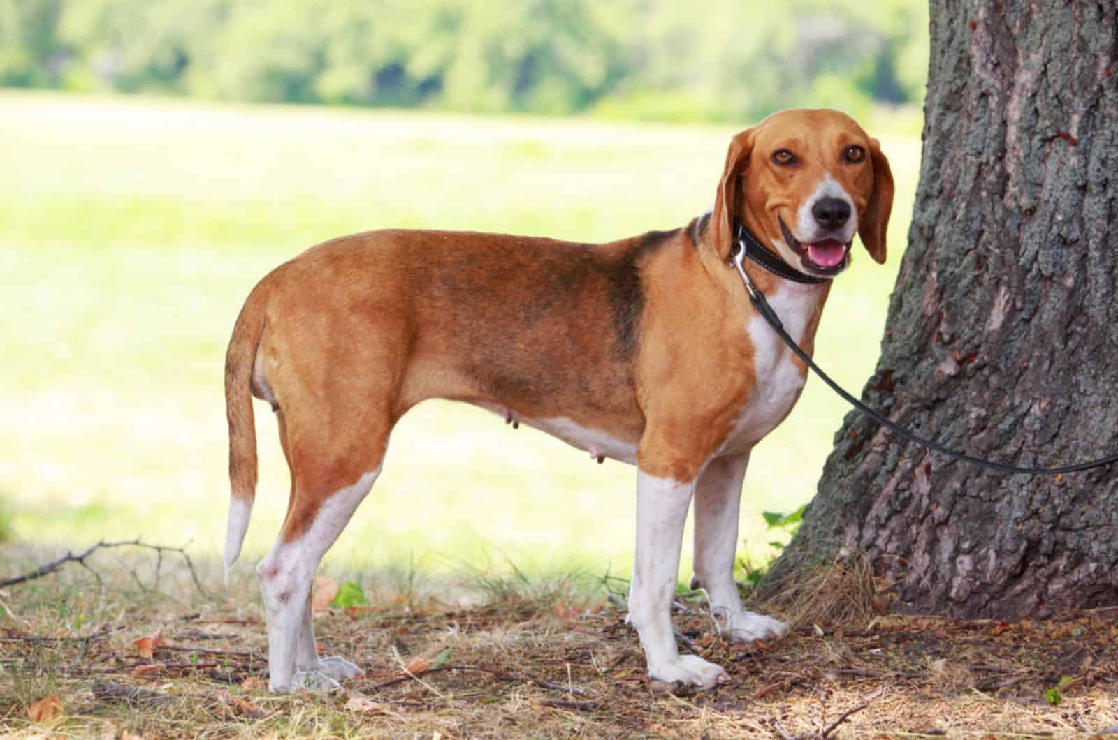 american foxhound in the park