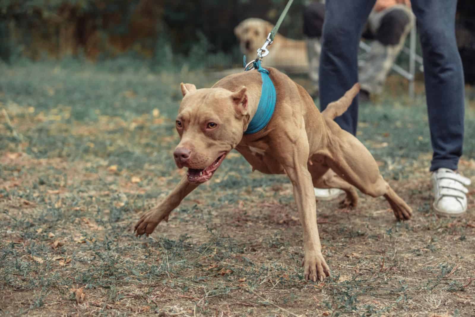 american pitbull terrier bark