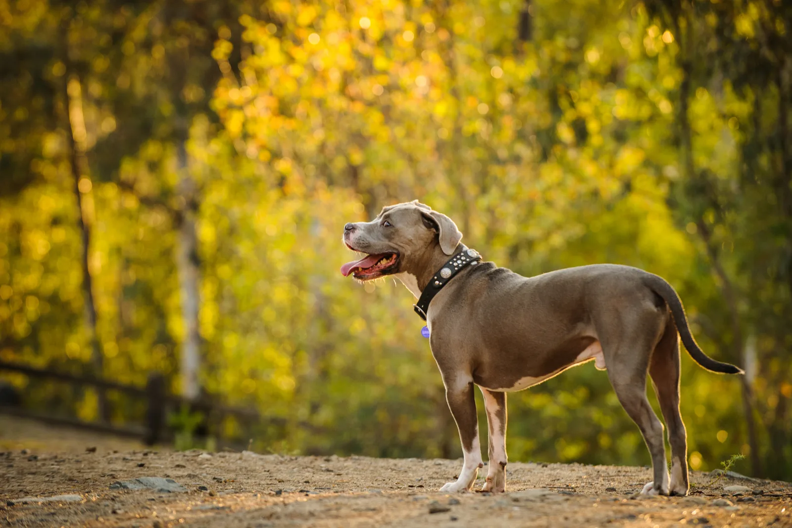 american pitbull terrier in nature