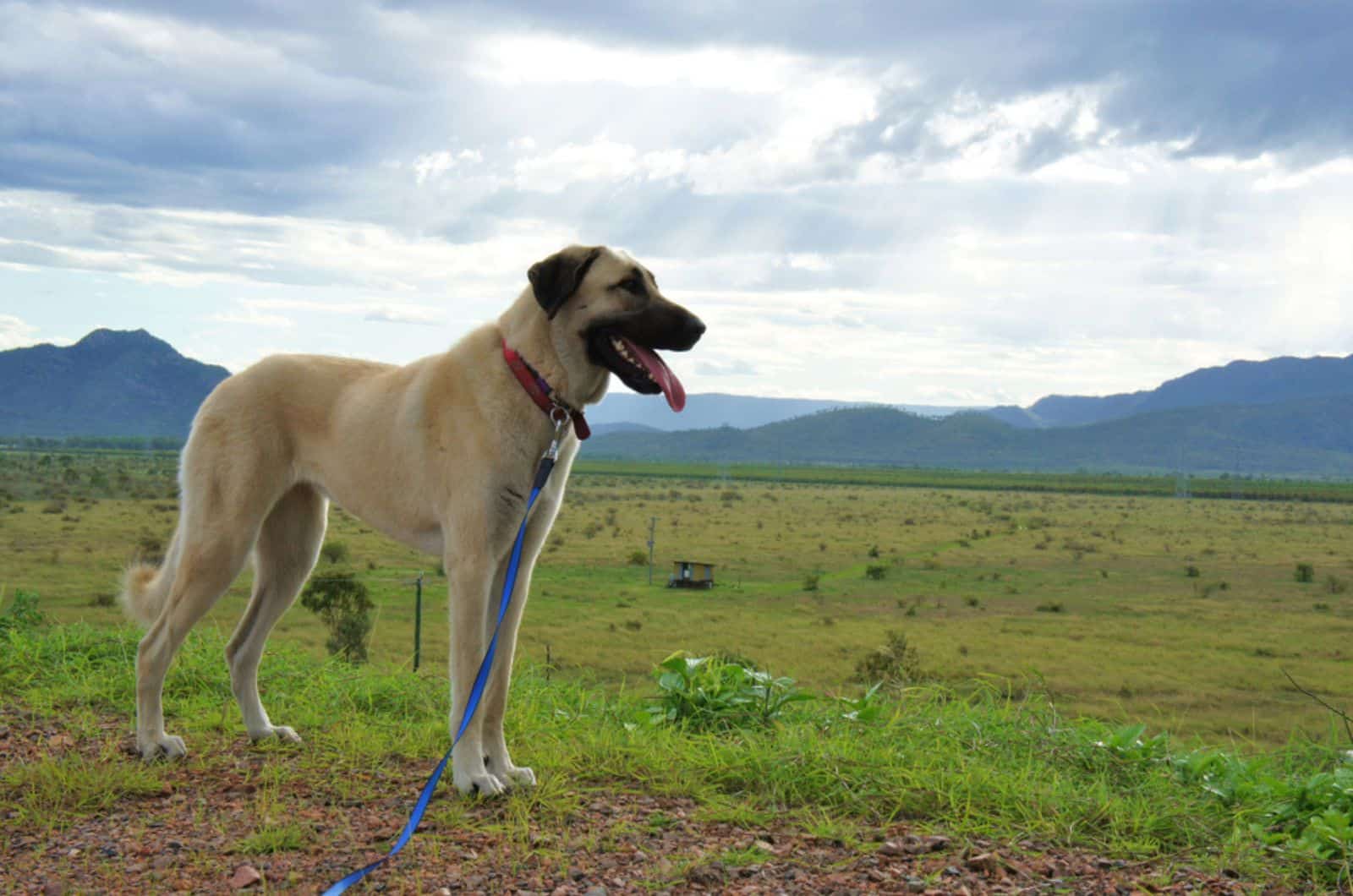 anatolian shepherd dog in nature