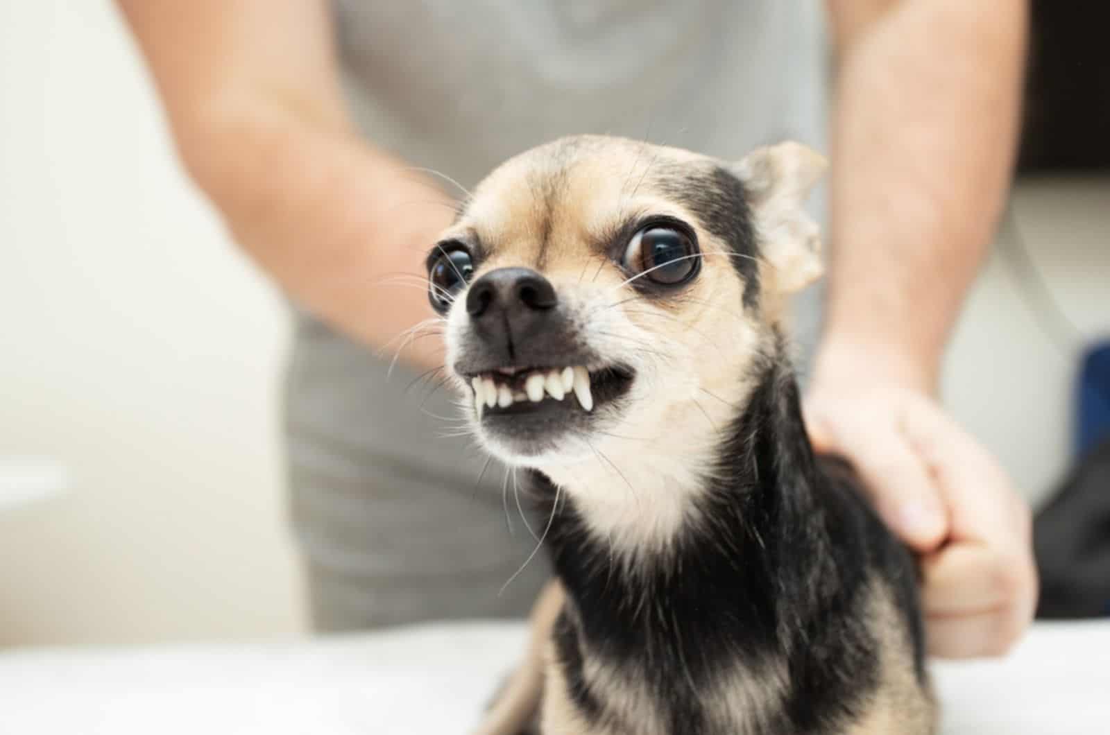 angry chihuahua in owner's hands