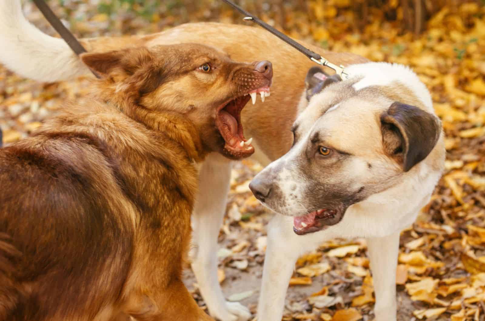 angry dog attacking other dog in the park
