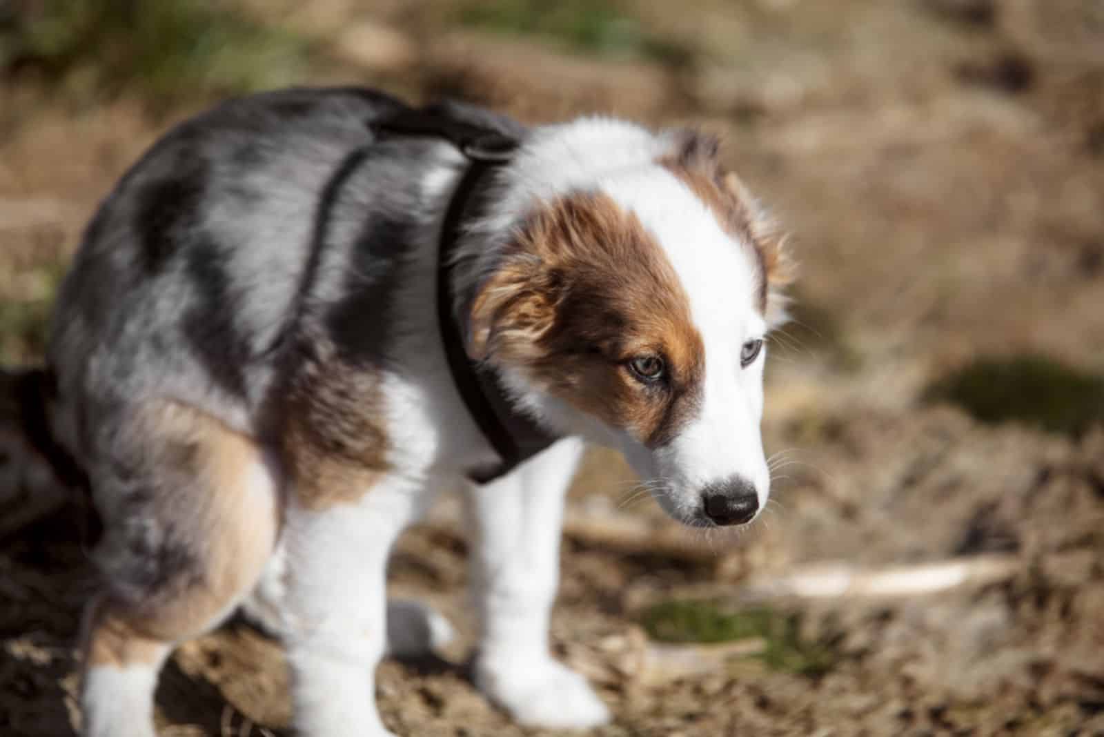 australian shepherd dog pees outdoor