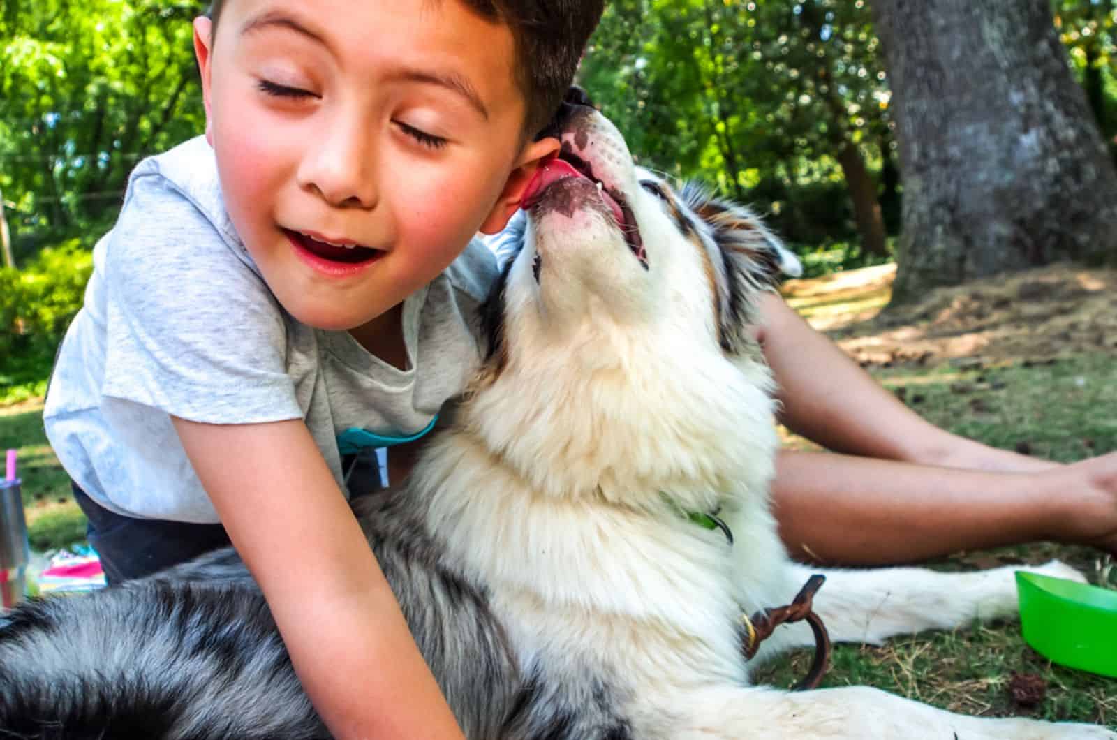 australian shepherd licking boy`s face in the park
