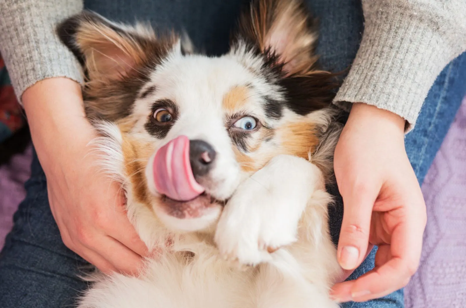 australian shepherd lying upside down and licking her nose in owner's lap