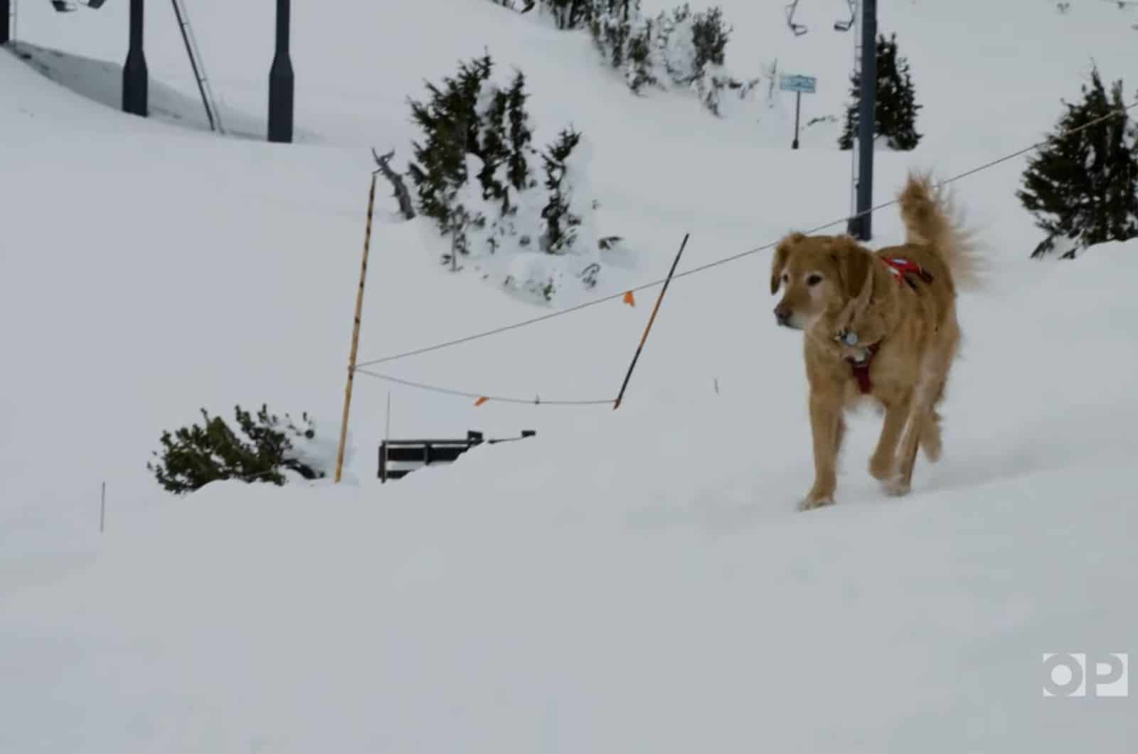 avalanche rescue dog walking