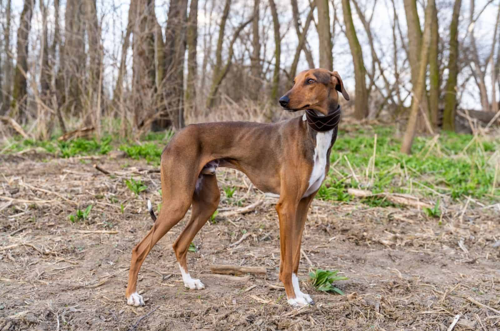 azawakh dog standing in forest