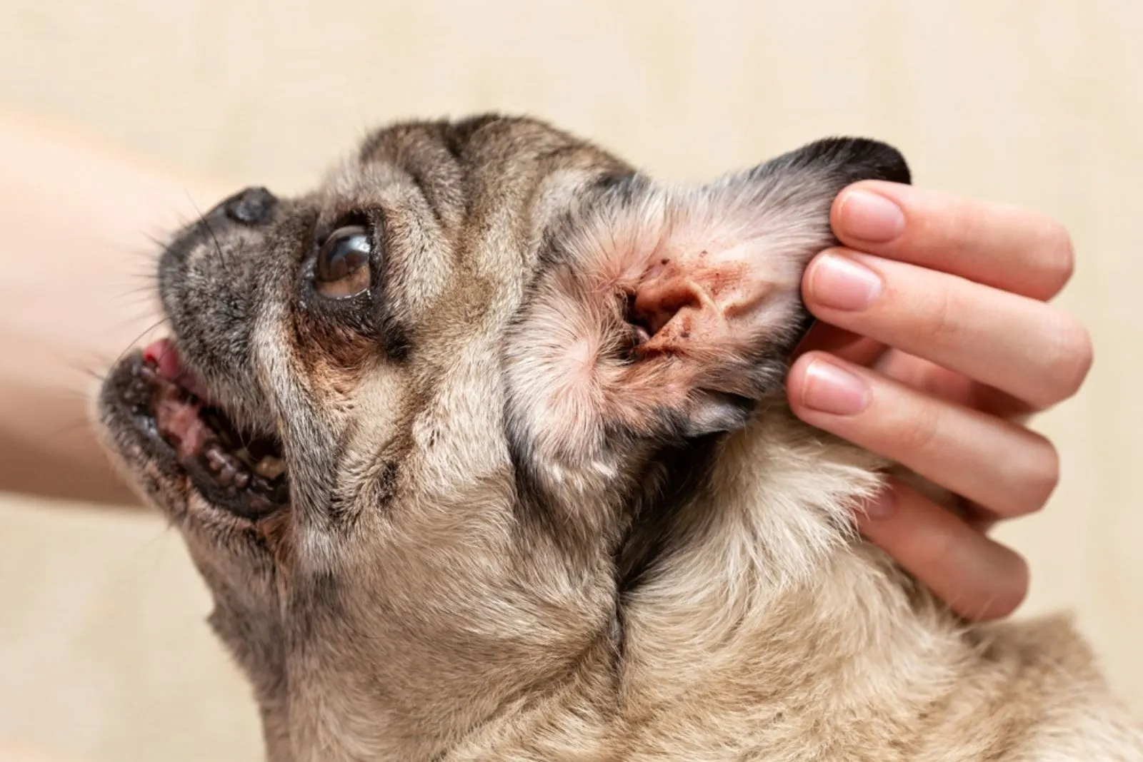 bacterial infection of pugs ear
