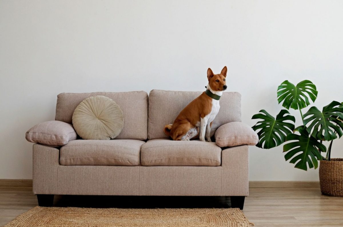 21 Independent Dog Breeds With Low Separation Anxiety