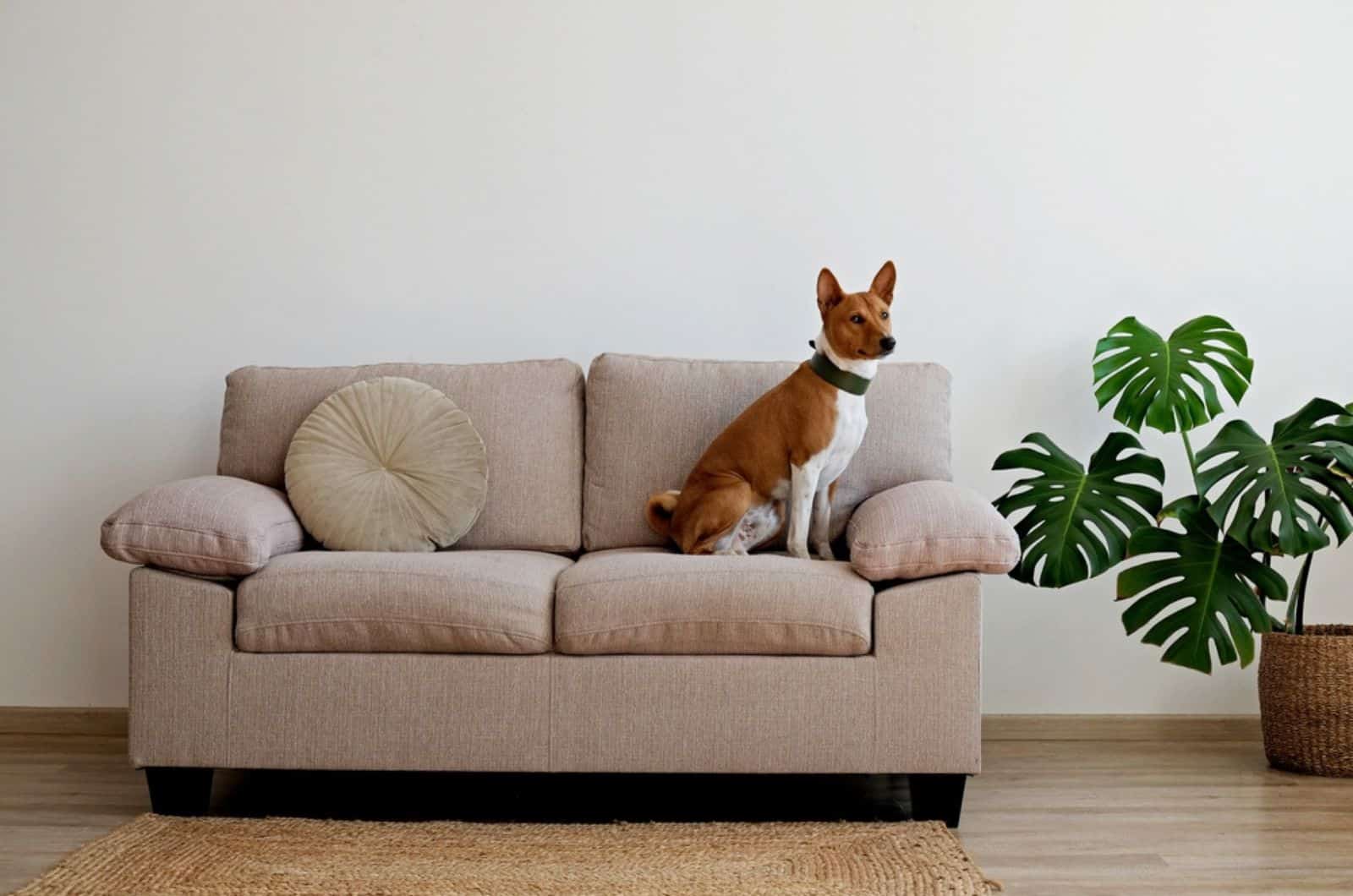 basenji dog sitting on the sofa