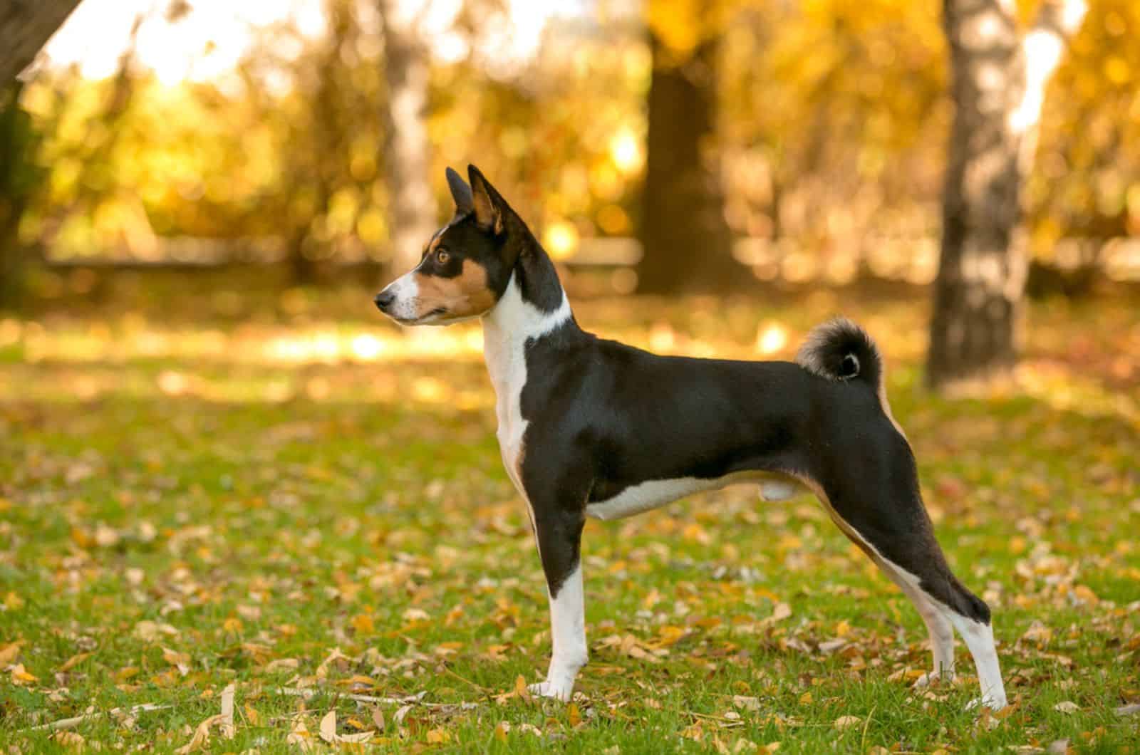 basenji dog in the park