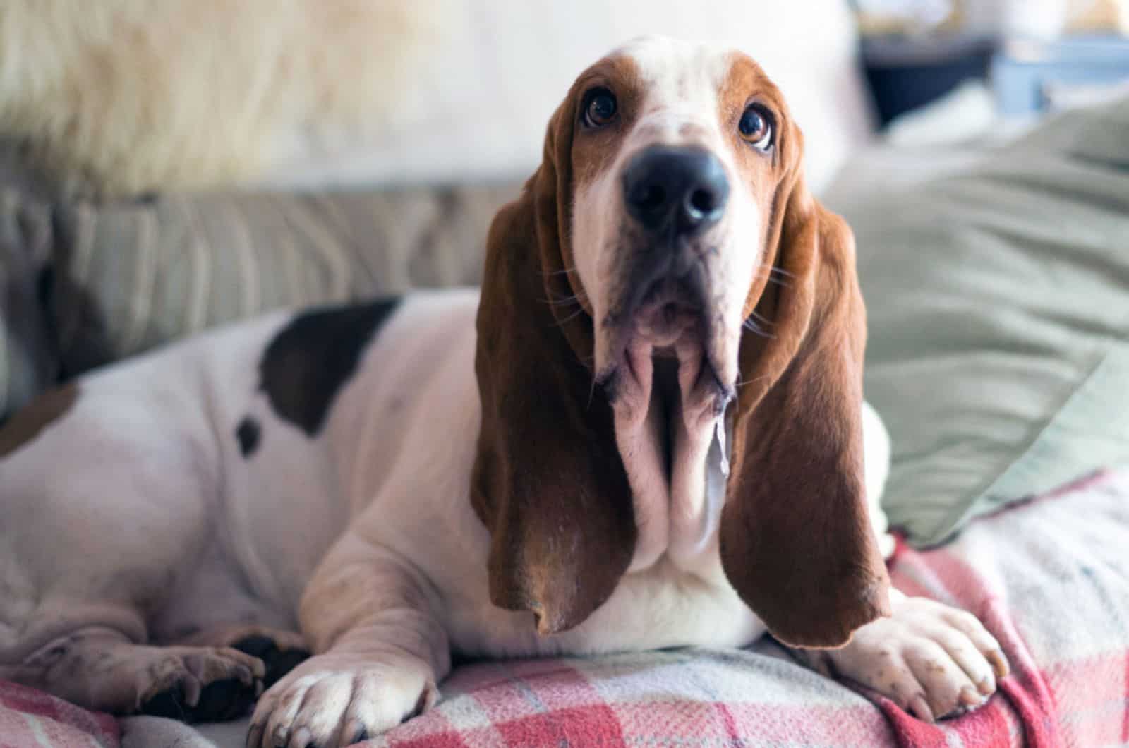 basset hound drooling on the sofa