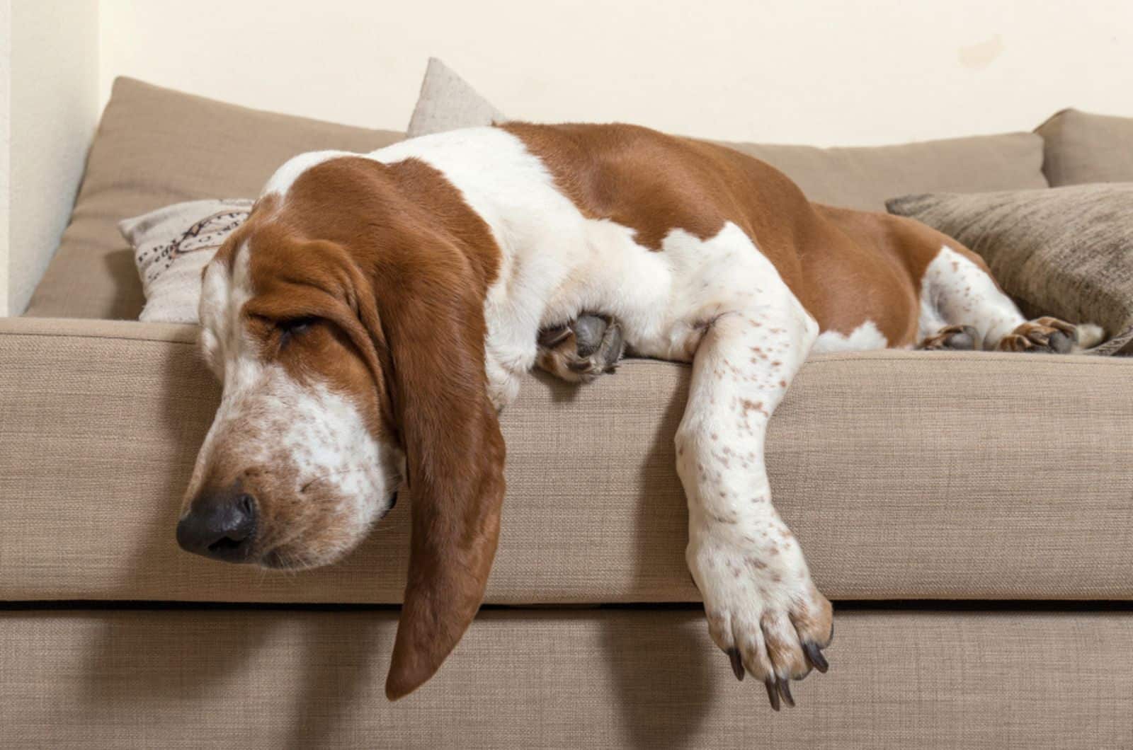basset hound sleeping on the sofa