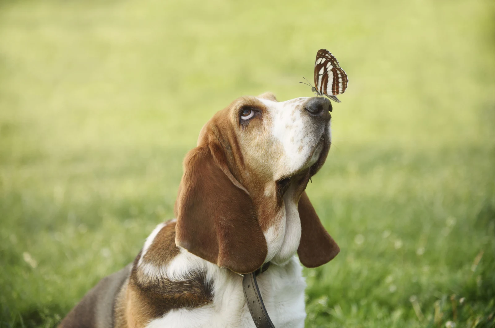 basset hound with a butterfly