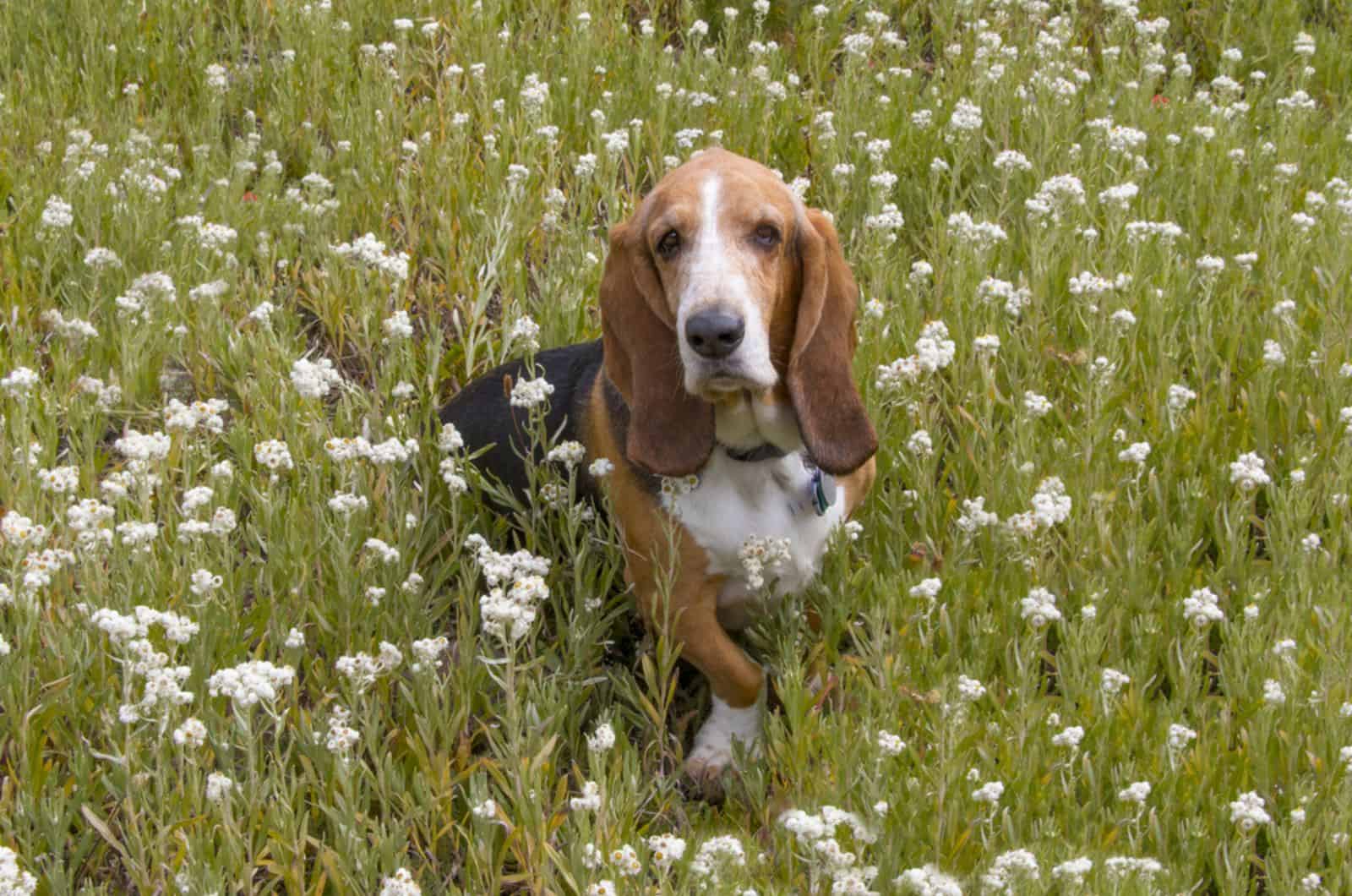 basset hound sitting in a meadow
