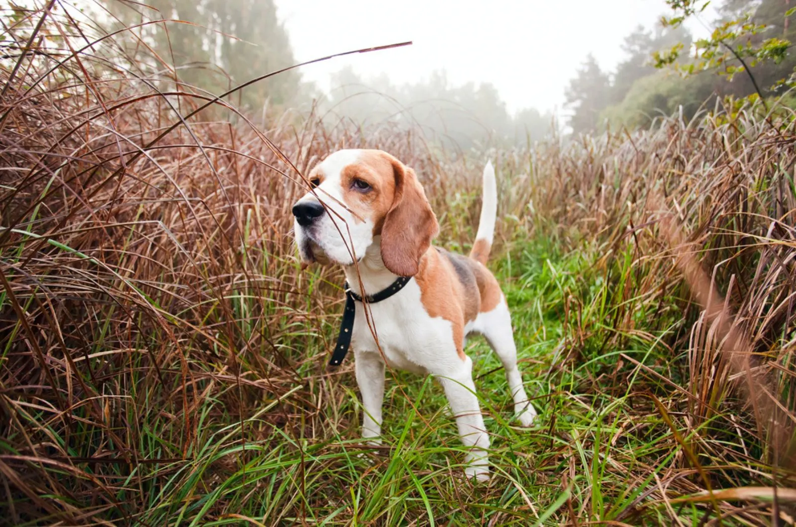 beagle dog on a meadow