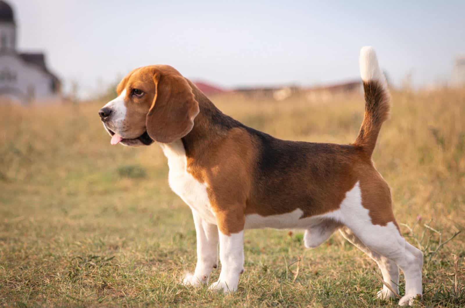 beagle dog in nature