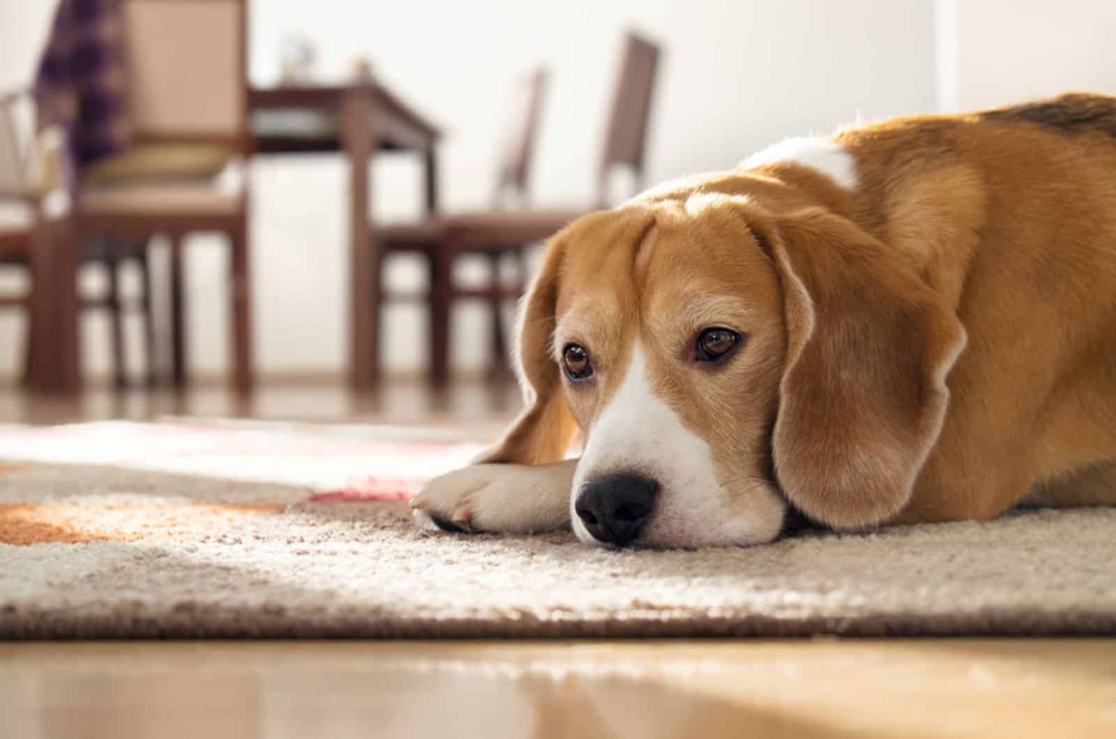 beagle dog lying on the carpet and looking sad