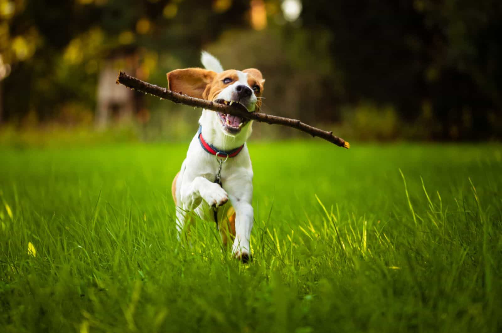 beagle dog running with stick in mouth