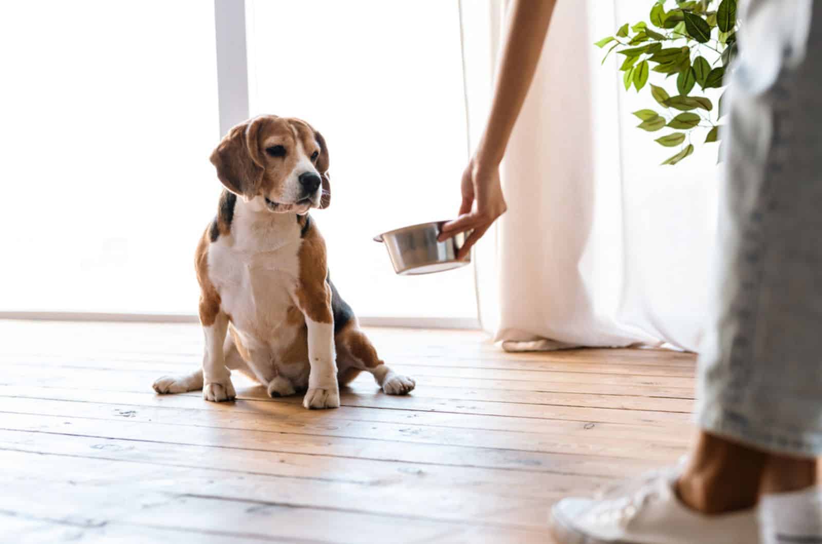 beagle dog looking at bowl with food