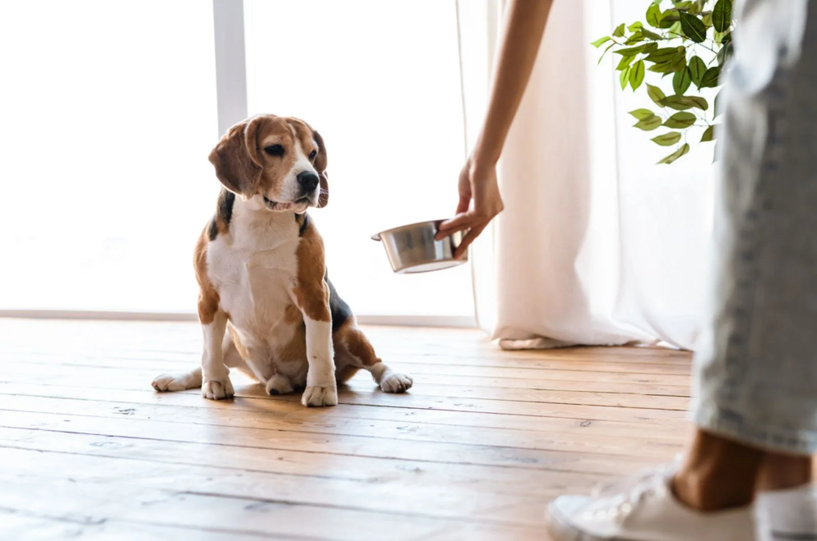 beagle dog looking at bowl with food