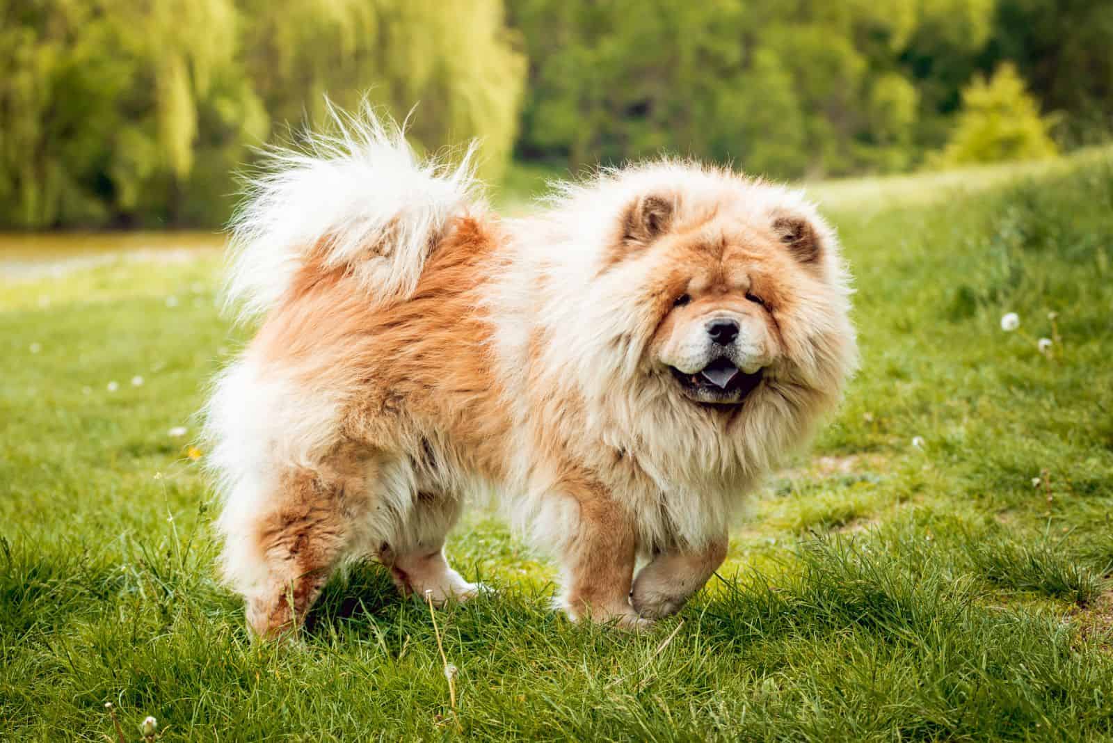 beautiful Chow Chow