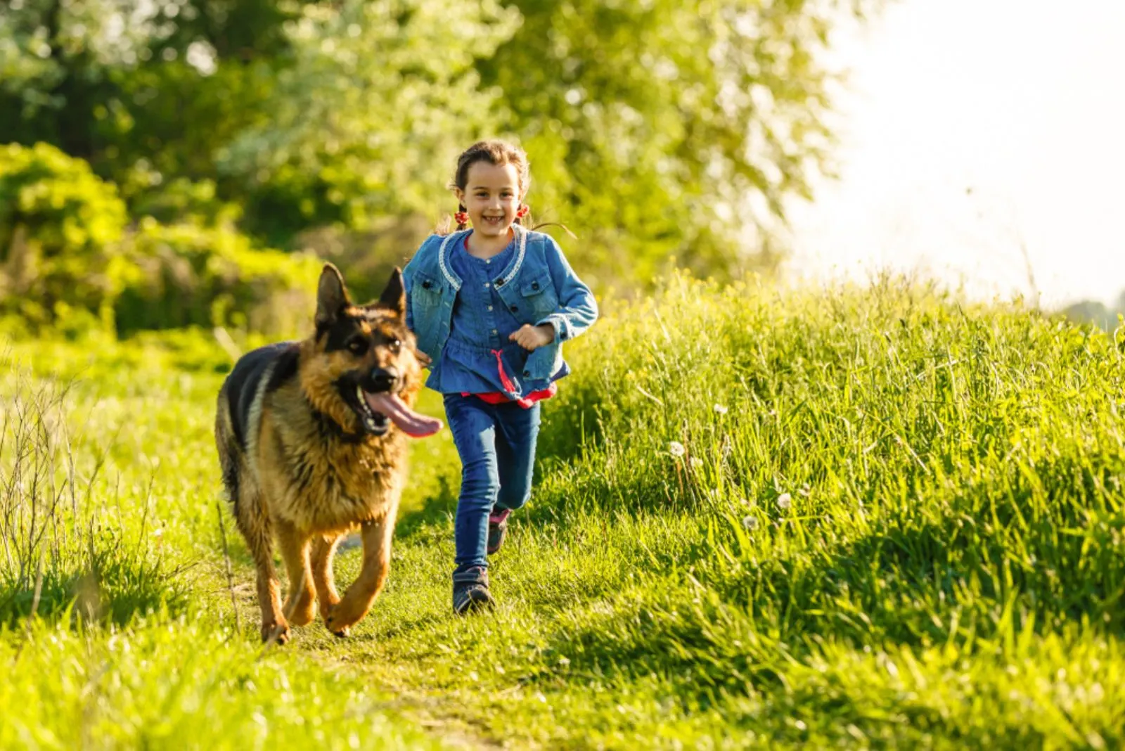 beautiful little girl with a german shepherd playing on the lawn at the day time