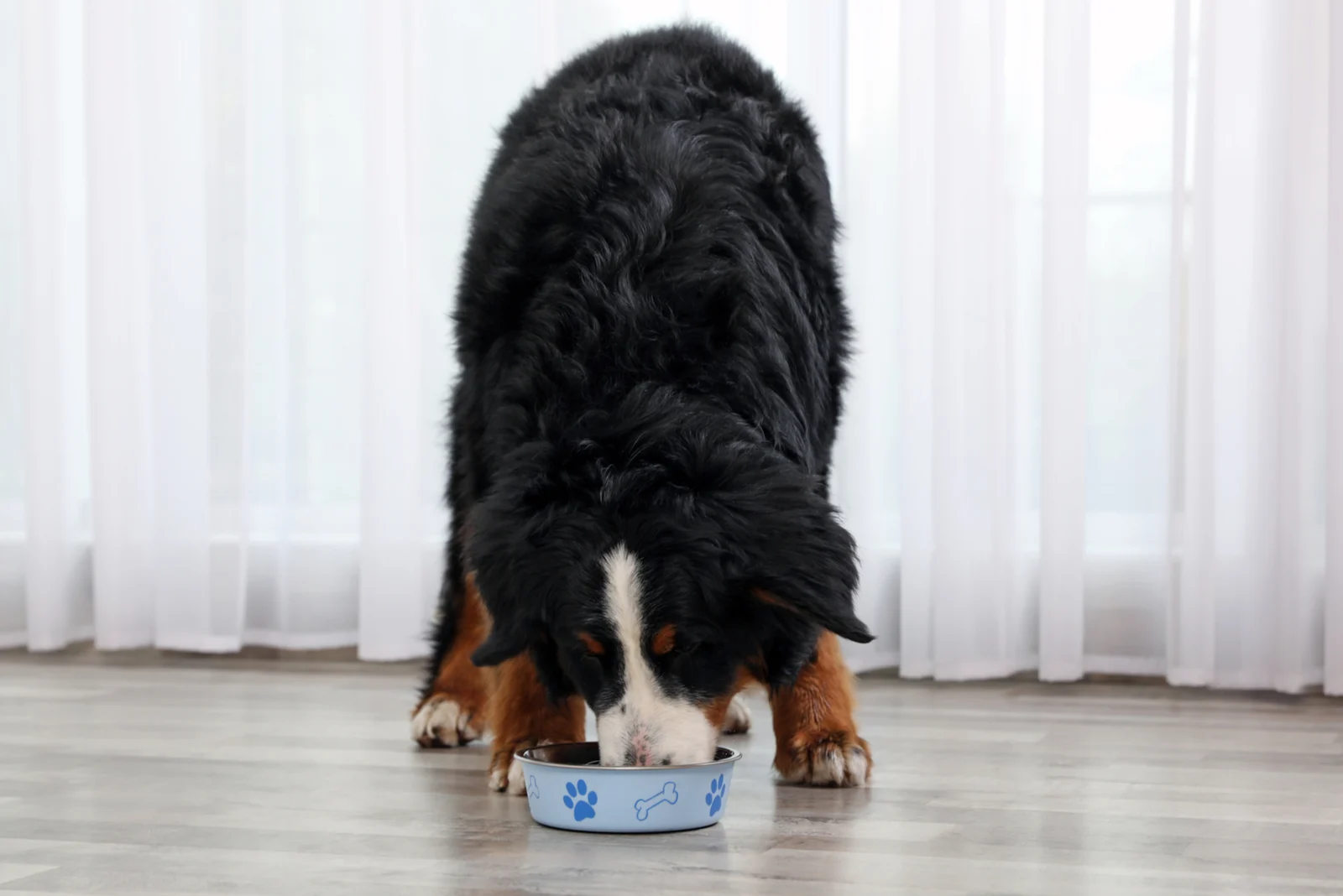 bernese mountain dog eating from a bowl