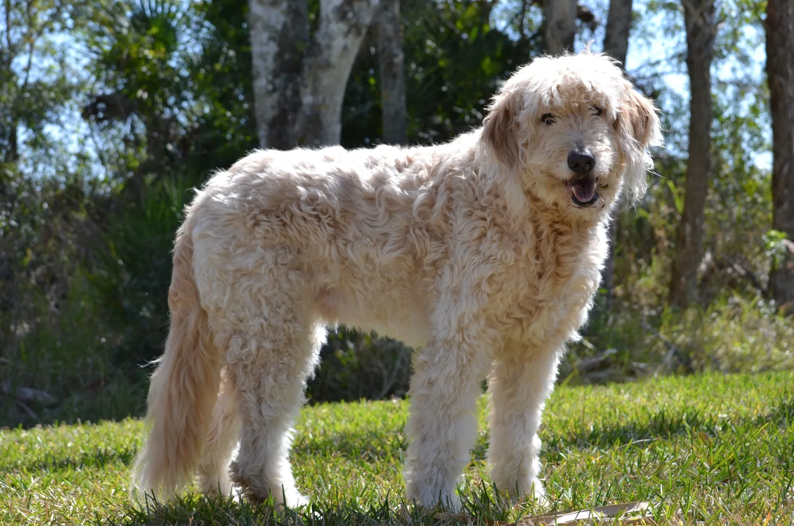 big Goldendoodle standing outside