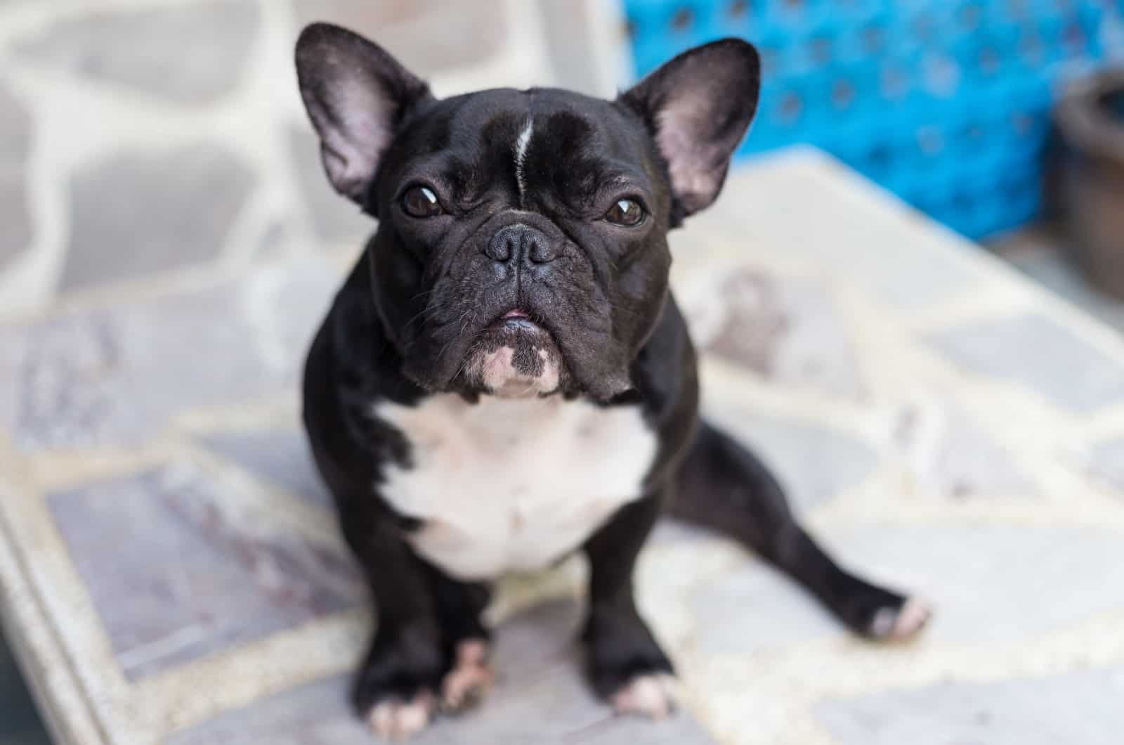 black French Bulldog looking up