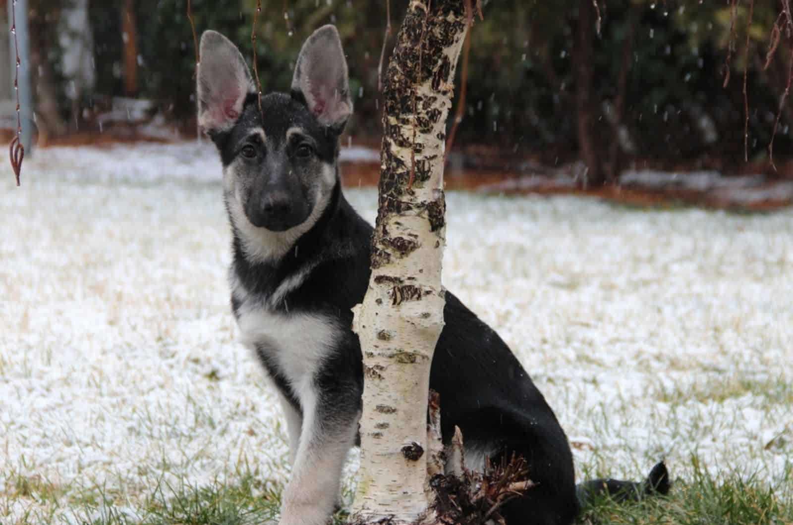 black and silver german shepherd puppy sitting in the snow