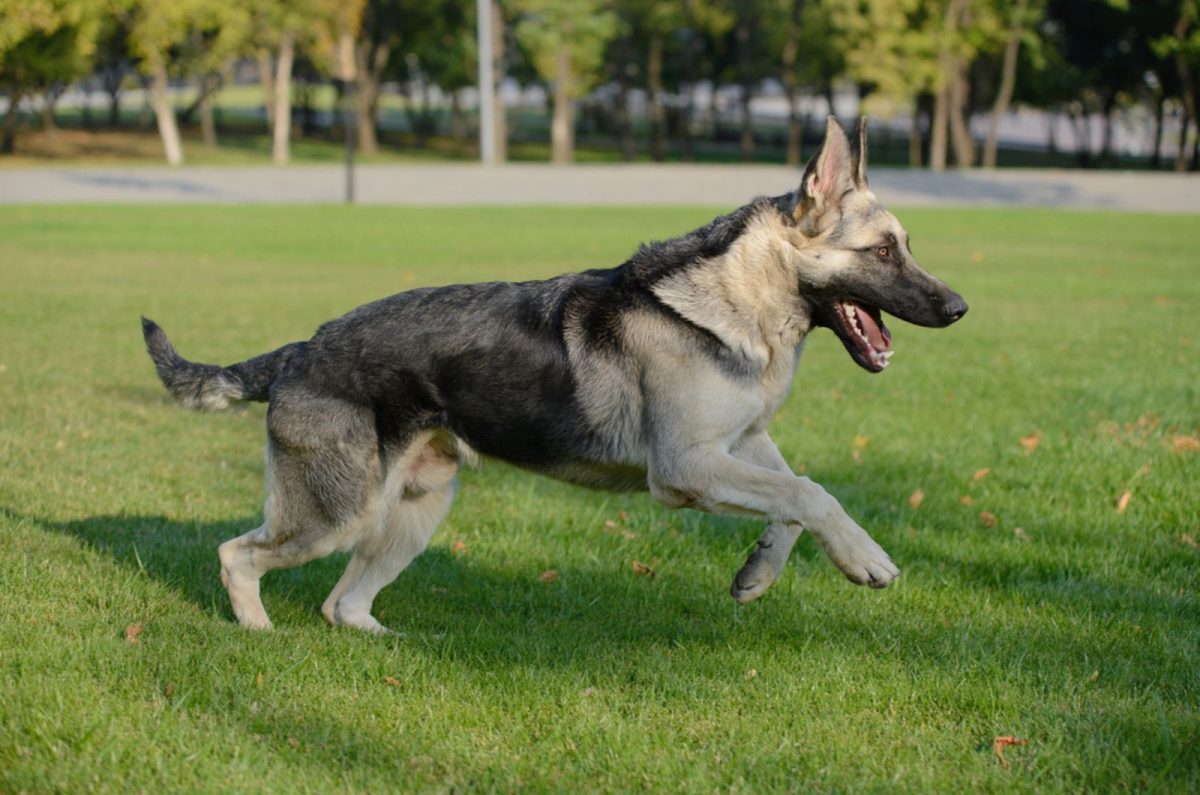 Black And Silver German Shepherd: A Complete Guide