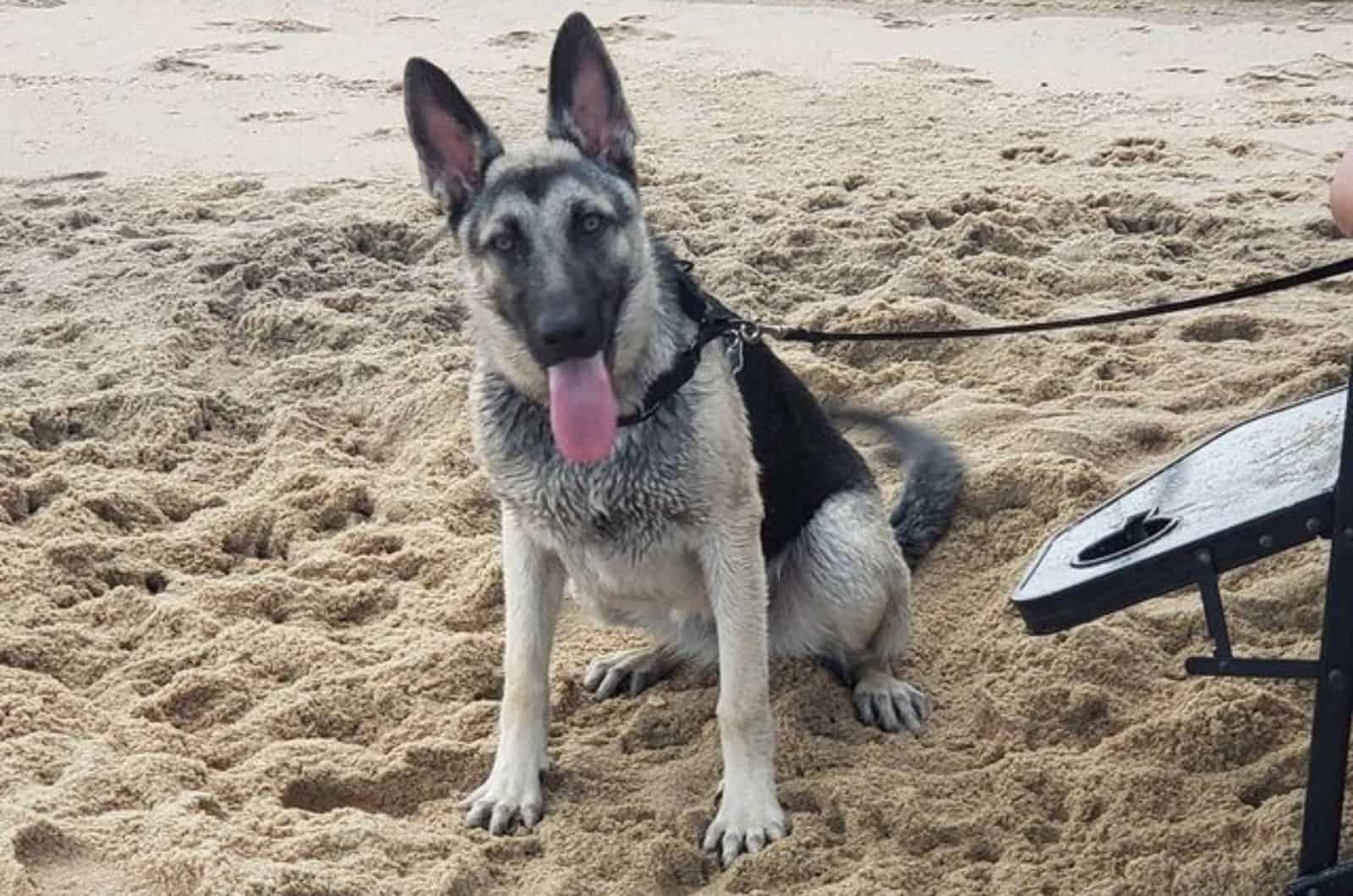 black and silver german shepherd sitting on the sand resting from walking
