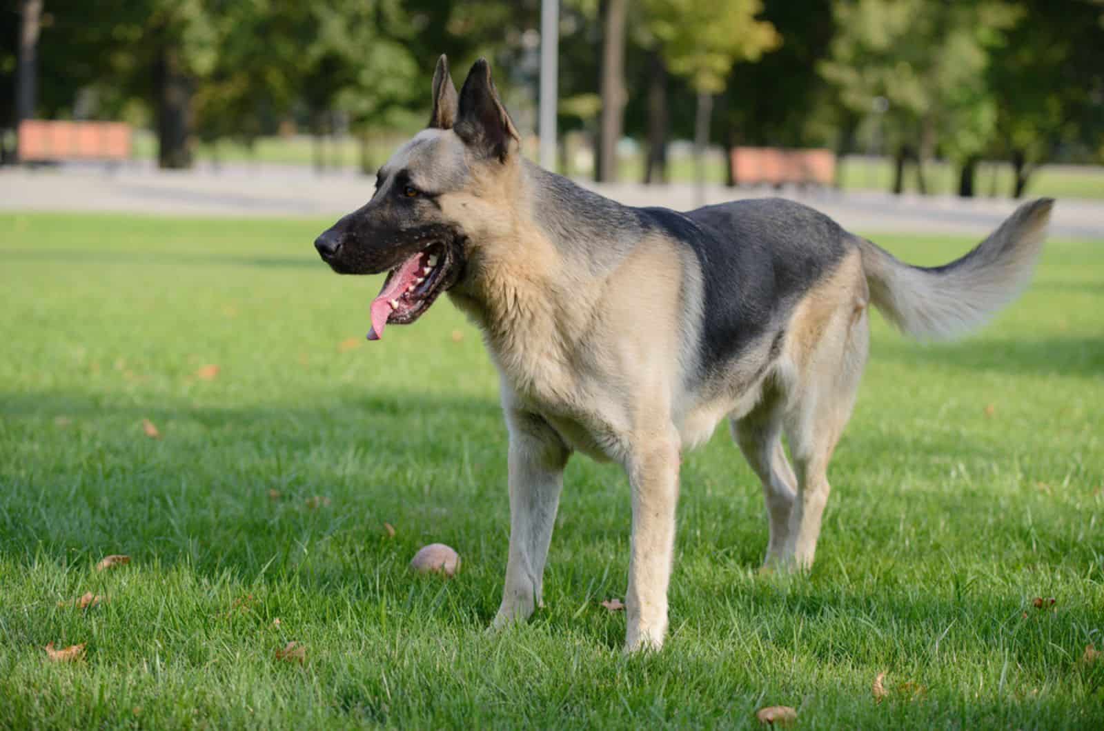 black and silver german shepherd in the park