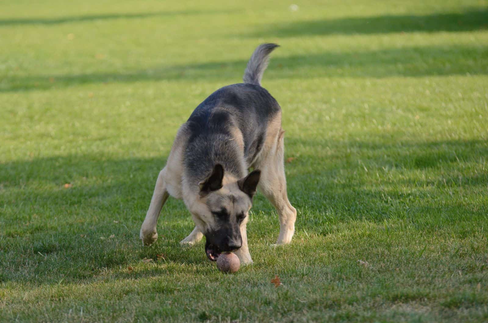 black and silver german shepherd playing with a ball