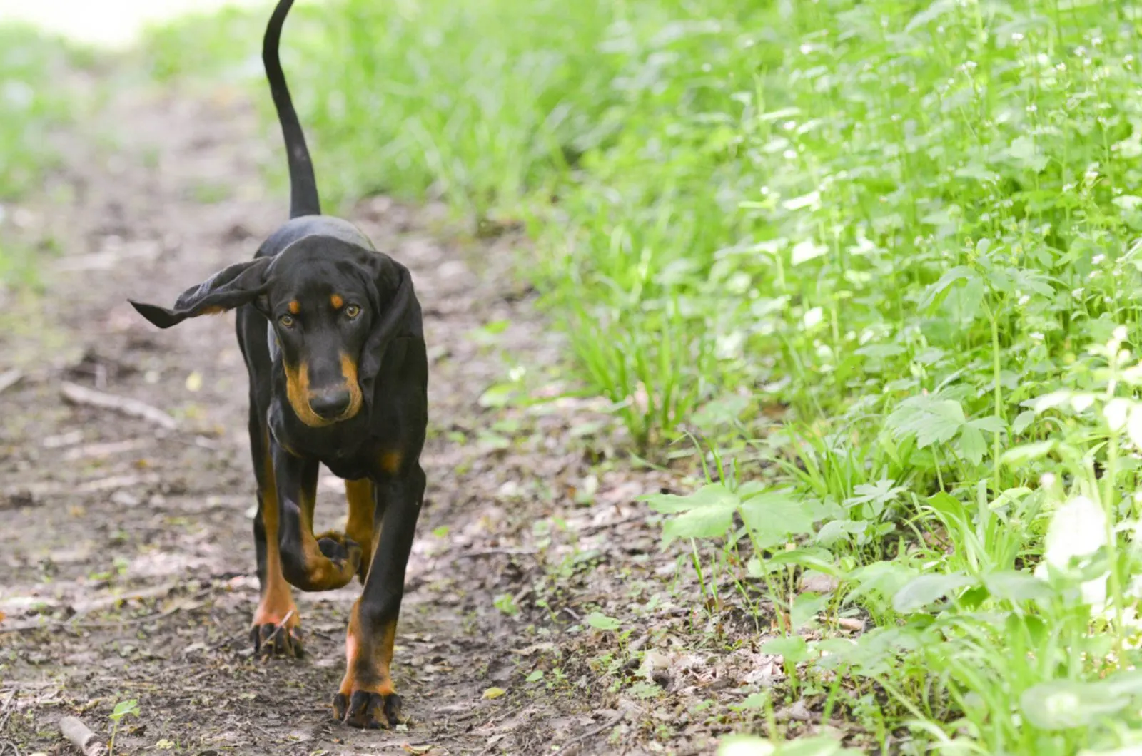 black and tan coonhound walking in nature