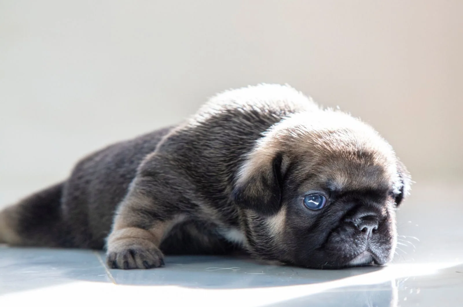 black and tan french bulldog puppy lying on the floor