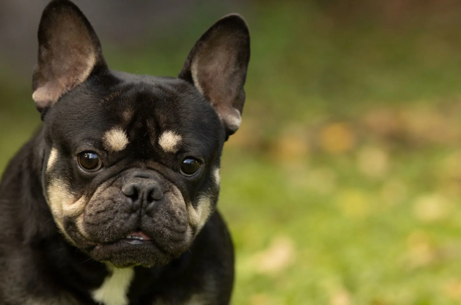 black and tan french bulldog in nature