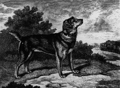 black and tan terrier
