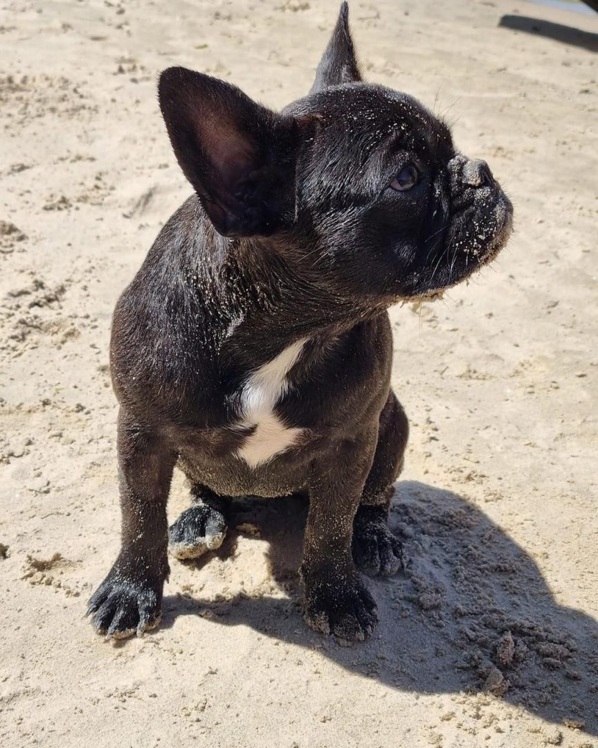 Meet The Black Brindle French Bulldog, A Short, Dark, And Handsome Fella