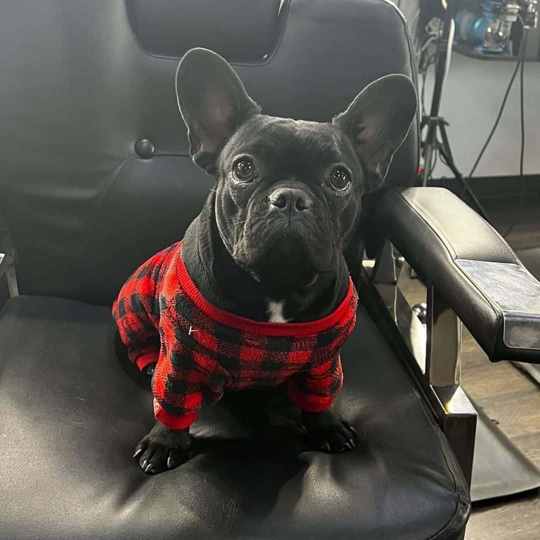 black brindle frenchie