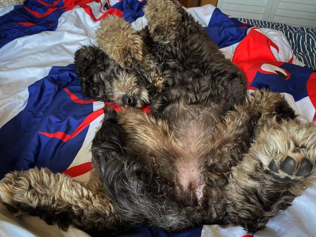black brown goldendoodle sleeps on his back