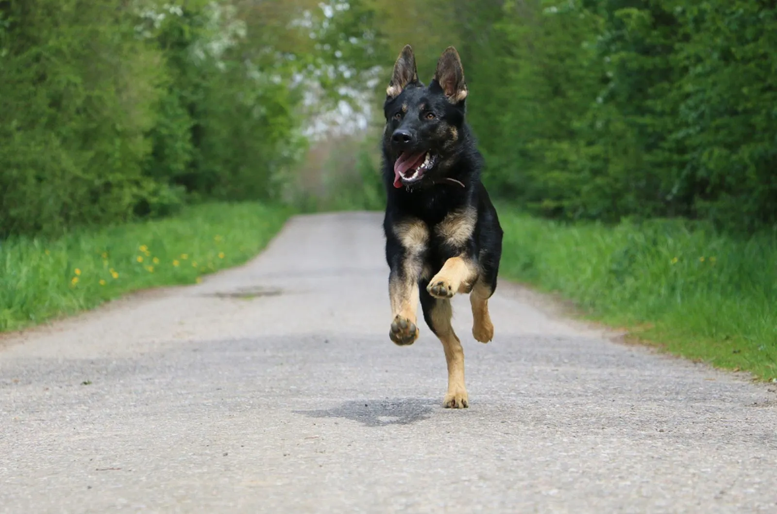 black german shepherd running on the road