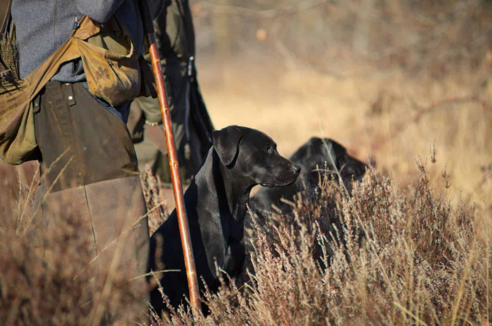 black labrador retrievers sitting beside hunters